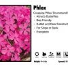 Pandy's Garden Center Perennials Phlox 'Drummond Pink' Creeping Phlox 1 Pandy's Garden Center Perennials Phlox 'Drummond Pink' Creeping Phlox