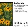 Pandy's Garden Center Rudbeckia 'Glitters Like Gold' Black Eyed Susan Perennials