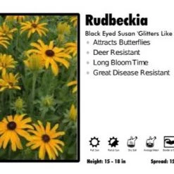 Pandy's Garden Center Rudbeckia 'Glitters Like Gold' Black Eyed Susan Perennials