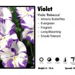 Pandy's Garden Center Viola 'Rebecca' Viola Perennials
