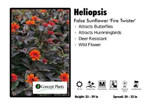 Pandy's Garden Center Heliopsis 'Fire Twister' False Sunflower 3 Pandy's Garden Center Heliopsis 'Fire Twister' False Sunflower