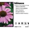 Pandy's Garden Center Echinacea 'Prairie Splendor Rose Compact' Coneflower Perennials