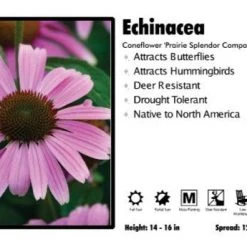 Pandy's Garden Center Echinacea 'Prairie Splendor Rose Compact' Coneflower Perennials