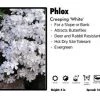 Pandy's Garden Center Perennials Phlox 'White' Creeping
