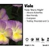 Pandy's Garden Center Perennials Viola 'Starry Night' Viola 1 Pandy's Garden Center Perennials Viola 'Starry Night' Viola