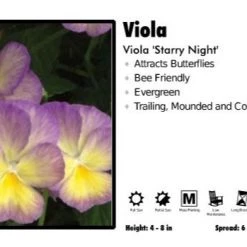Pandy's Garden Center Perennials Viola 'Starry Night' Viola