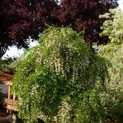 Pandy's Garden Center Nursery Weeping Snowbell- Fragrant Fountain