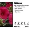 Pandy's Garden Center Hibiscus "Summer Carnival' Rose Mallow