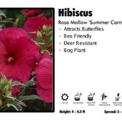 Pandy's Garden Center Hibiscus "Summer Carnival' Rose Mallow