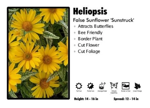 Pandy's Garden Center 3 Or More 9.99 Heliopsis 'Sunstruck' False Sunflower Perennials 3 Pandy's Garden Center 3 Or More 9.99 Heliopsis 'Sunstruck' False Sunflower Perennials