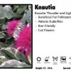 Pandy's Garden Center Knautia 'Thunder And Lightning' Knautia