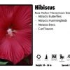 Pandy's Garden Center Perennials Hibiscus 'Honeymoon Deep Red' Rose Mallow