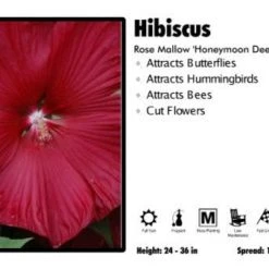 Pandy's Garden Center Perennials Hibiscus 'Honeymoon Deep Red' Rose Mallow