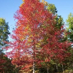 Pandy's Garden Center Sour Gum Or Black Gum Nursery