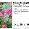 Pandy's Garden Center Perennials Armeria 'Morning Star Deep Rose' Thrift