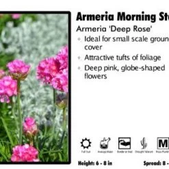 Pandy's Garden Center Perennials Armeria 'Morning Star Deep Rose' Thrift