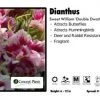 Pandy's Garden Center Perennials Dianthus 'Double Dwarf Mix' Sweet William