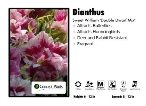 Pandy's Garden Center Perennials Dianthus 'Double Dwarf Mix' Sweet William 3 Pandy's Garden Center Perennials Dianthus 'Double Dwarf Mix' Sweet William