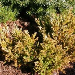 Pandy's Garden Center Juniper-Limeglow #3