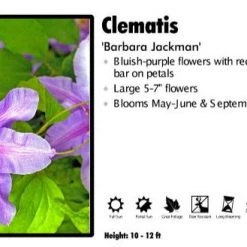 Pandy's Garden Center Clematis 'Barbara Jackman'