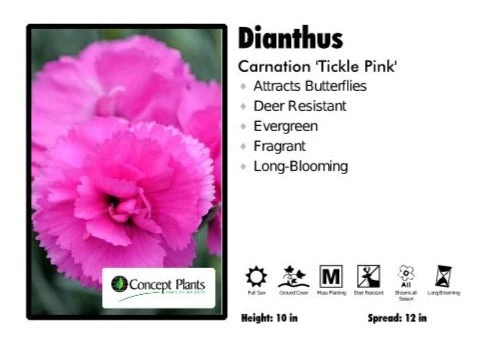 Pandy's Garden Center Dianthus 'Tickle Pink' Carnation 3 Pandy's Garden Center Dianthus 'Tickle Pink' Carnation