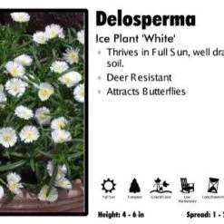 Pandy's Garden Center Delosperma 'White' Ice Plant