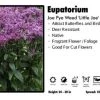 Pandy's Garden Center Perennials Eupatorium 'Little Joe' Joe Pye Weed