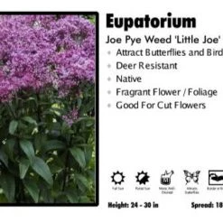 Pandy's Garden Center Perennials Eupatorium 'Little Joe' Joe Pye Weed