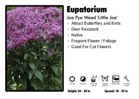 Pandy's Garden Center Perennials Eupatorium 'Little Joe' Joe Pye Weed 3 Pandy's Garden Center Perennials Eupatorium 'Little Joe' Joe Pye Weed