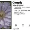 Pandy's Garden Center Clematis 'Belle Of Woking'