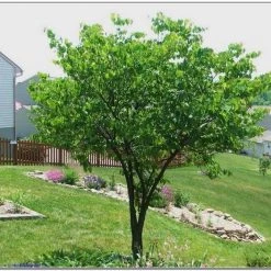 Pandy's Garden Center Redbud Nursery