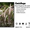 Pandy's Garden Center Cimicifuga 'Brunette' Black Bugbane