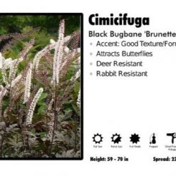 Pandy's Garden Center Cimicifuga 'Brunette' Black Bugbane