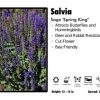 Pandy's Garden Center Salvia 'Spring King' Sage