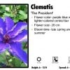 Pandy's Garden Center Perennials Clematis 'The President'