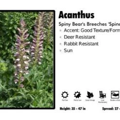 Pandy's Garden Center Acanthus 'Spinosus' Spiny Bear's-Breeches Perennials
