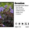 Pandy's Garden Center Geranium 'Dark Reiter Hardy' Cranesbill