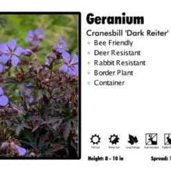 Pandy's Garden Center Geranium 'Dark Reiter Hardy' Cranesbill
