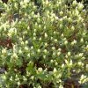 Pandy's Garden Center Azalea - Cascade White