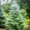 Pandy's Garden Center Fir Silberlock Korean Pin Nursery