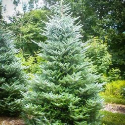 Pandy's Garden Center Fir Silberlock Korean Pin Nursery