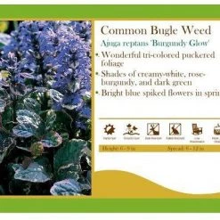 Pandy's Garden Center Ajuga ‘Burgundy Glow’ Bugle Weed