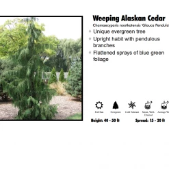 Pandy's Garden Center Cypress - Weeping Alaskan Blue