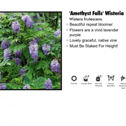 Pandy's Garden Center Wisteria - Amethyst Falls Blue Nursery