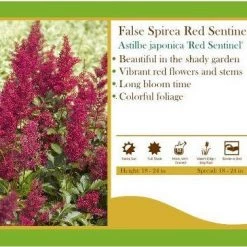 Pandy's Garden Center Astilbe Japonica 'Red Sentinel' False Spirea Perennials