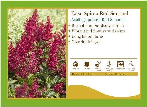 Pandy's Garden Center Astilbe Japonica 'Red Sentinel' False Spirea Perennials 3 Pandy's Garden Center Astilbe Japonica 'Red Sentinel' False Spirea Perennials