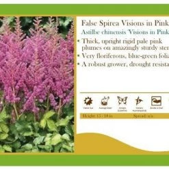 Pandy's Garden Center Astilbe Chinensis'Visions In Pink’ False Spirea Perennials