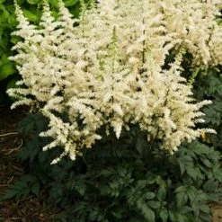 Pandy's Garden Center Perennials Astilbe Chinensis 'Visions In White' False Spirea
