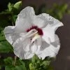 Pandy's Garden Center Rose Of Sharon 'Bali'