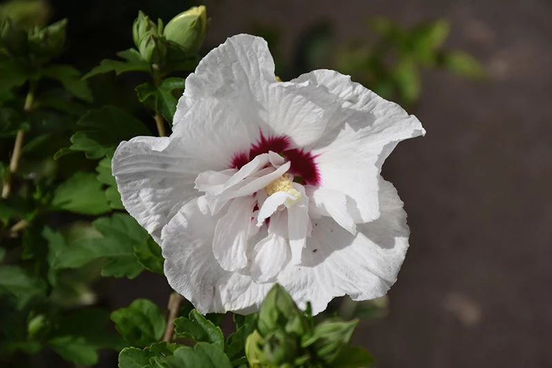 Pandy's Garden Center Rose Of Sharon 'Bali' 3 Pandy's Garden Center Rose Of Sharon 'Bali'